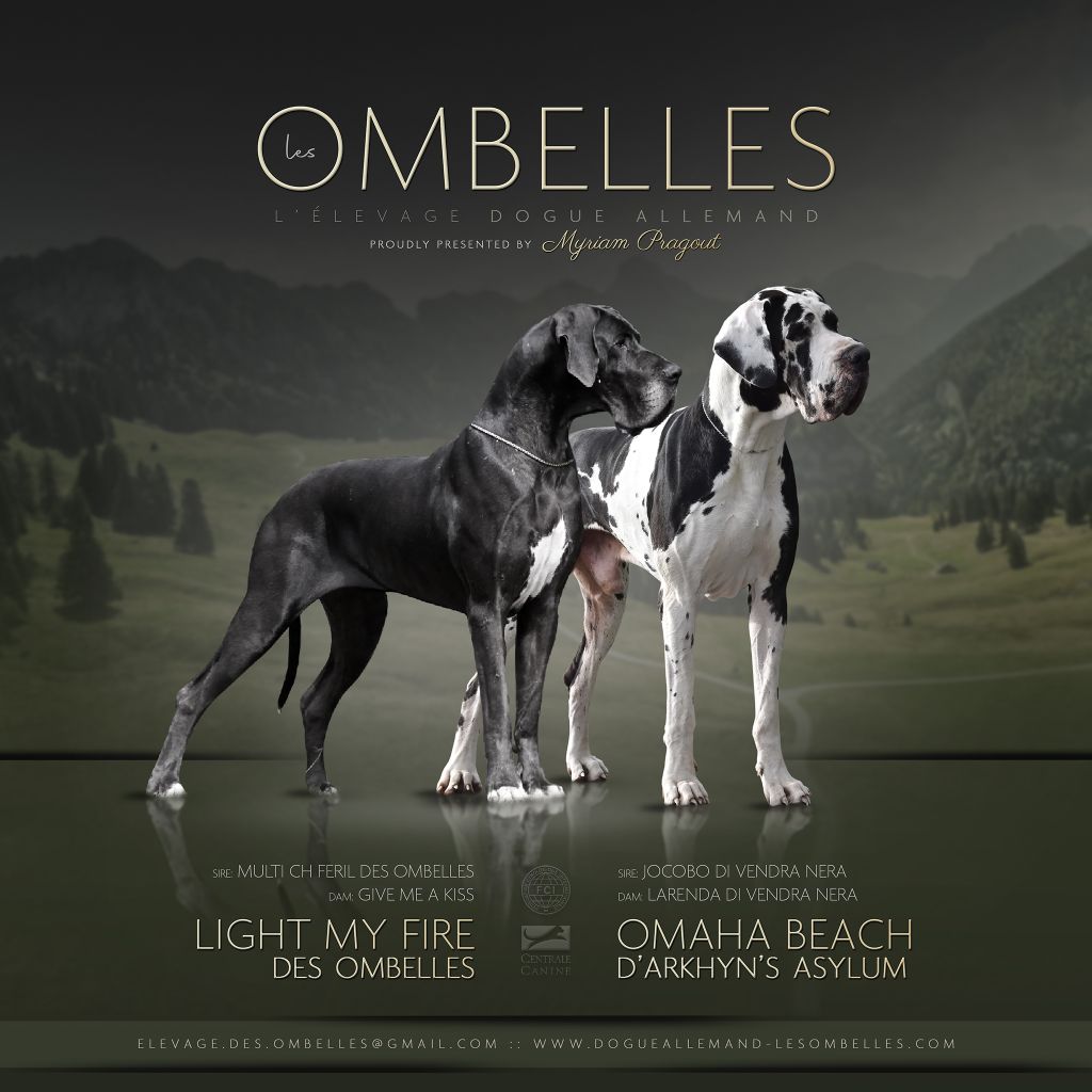 des Ombelles - Dogue allemand - Portée née le 09/04/2021