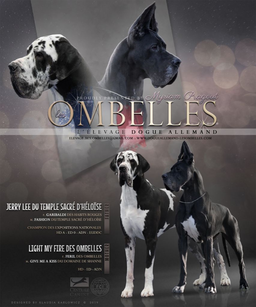 des Ombelles - Dogue allemand - Portée née le 02/03/2019
