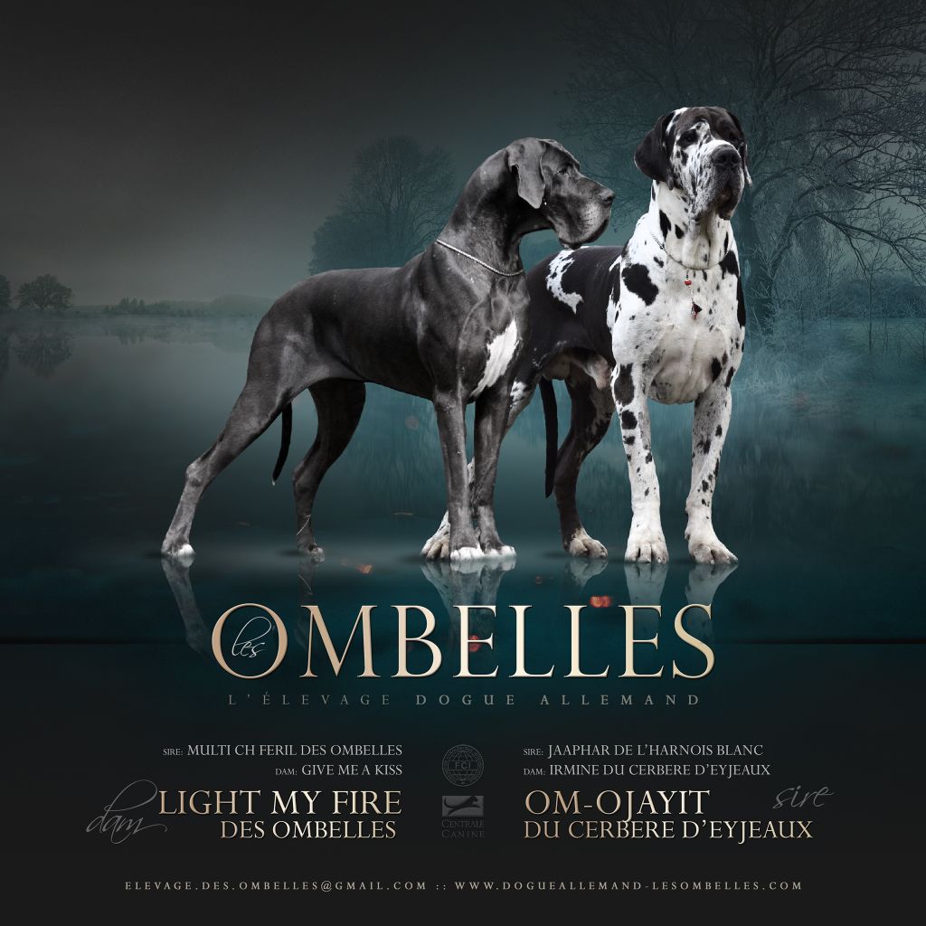 des Ombelles - Dogue allemand - Portée née le 17/02/2020