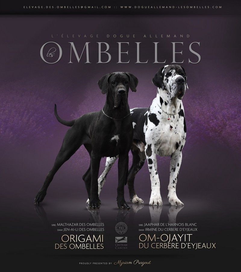 des Ombelles - Dogue allemand - Portée née le 31/07/2020