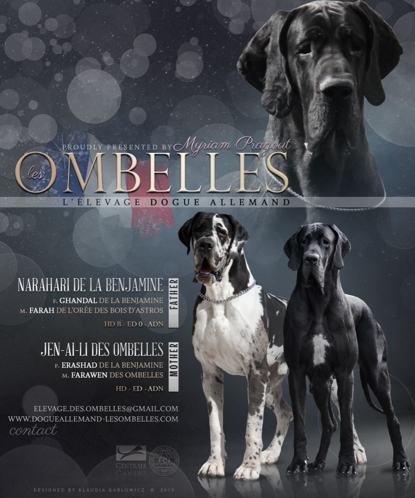 des Ombelles - Dogue allemand - Portée née le 10/09/2019