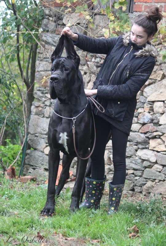 Malthazar des Ombelles