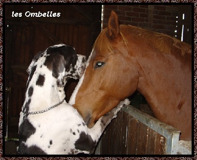 des Ombelles - le dogue qui murmurait ...