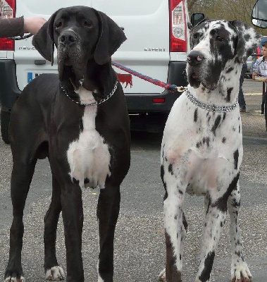 des Ombelles - Edelweiss et Donovan à l'expo de Bergerac