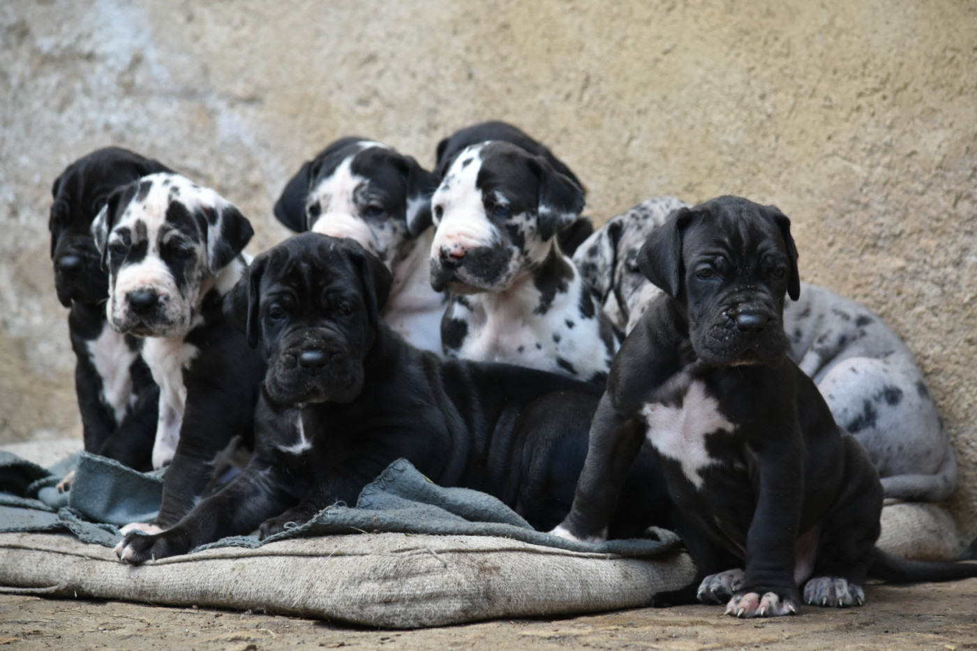 Chiot Dogue allemand des Ombelles