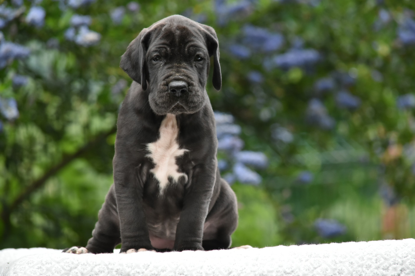 des Ombelles - Chiots disponibles - Dogue allemand