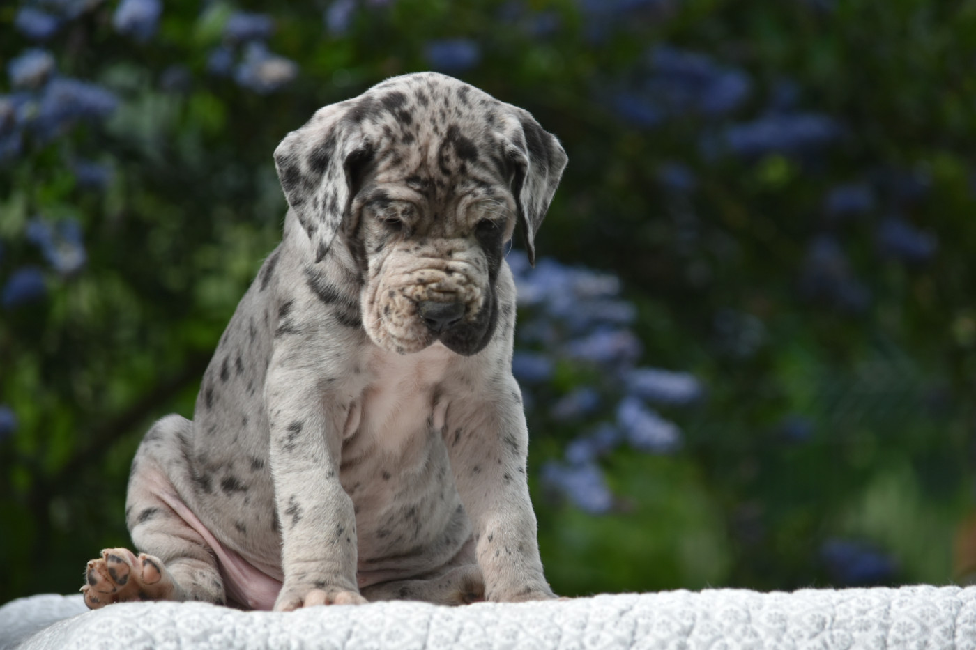 des Ombelles - Chiots disponibles - Dogue allemand