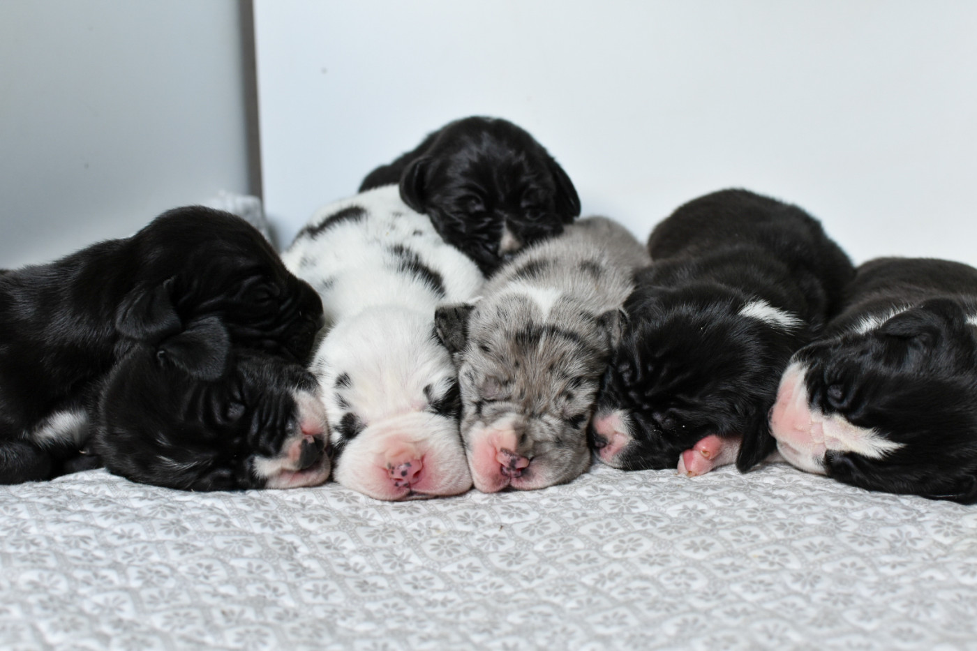 Chiot Dogue allemand des Ombelles