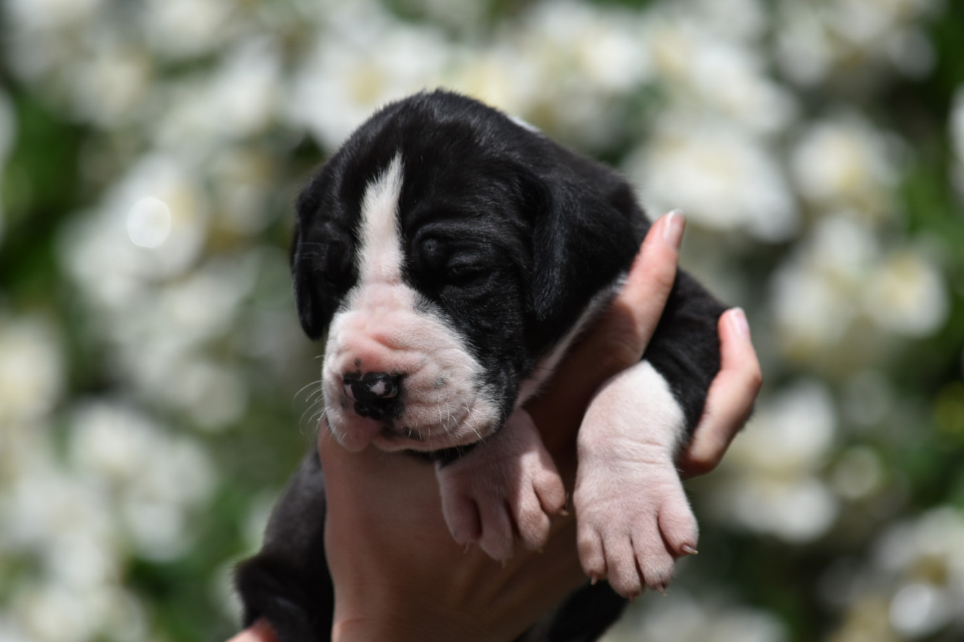 des Ombelles - Chiots disponibles - Dogue allemand