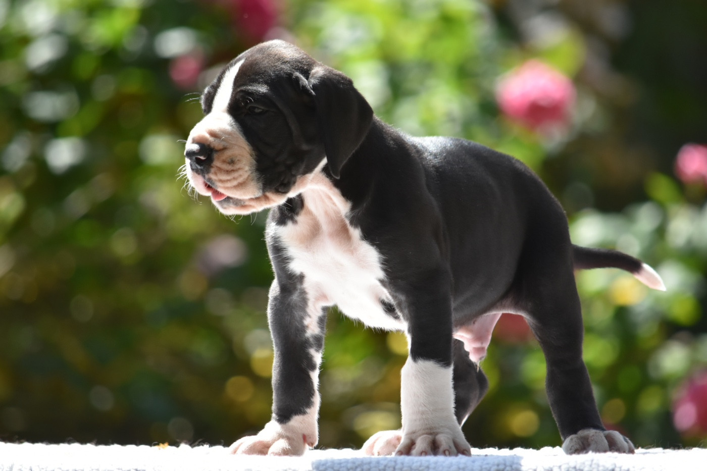 des Ombelles - Chiots disponibles - Dogue allemand