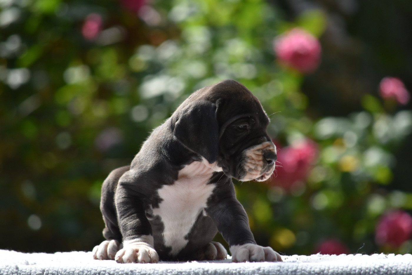 des Ombelles - Chiots disponibles - Dogue allemand