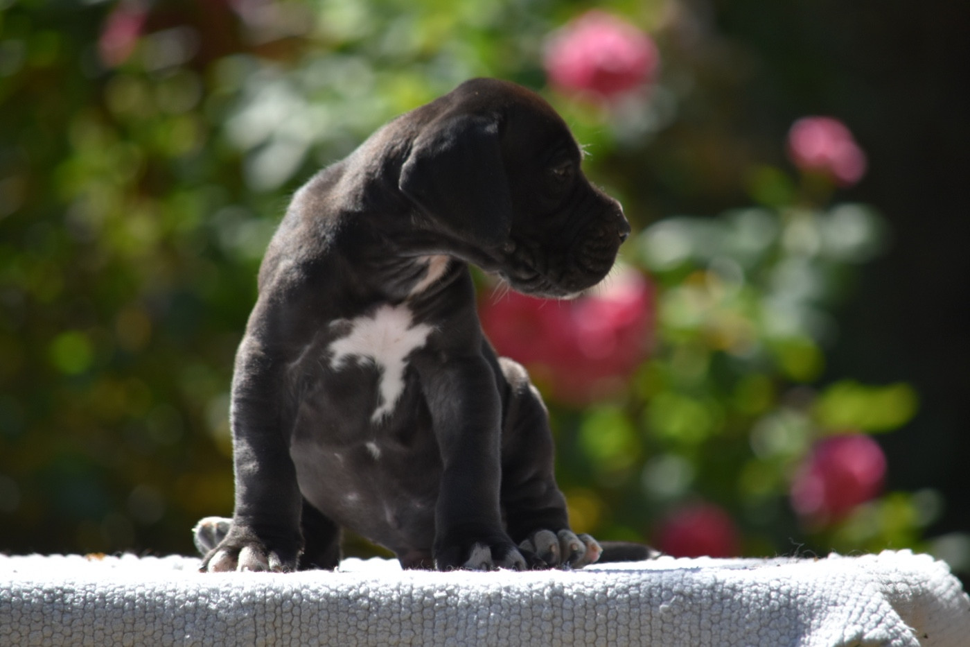 des Ombelles - Chiots disponibles - Dogue allemand