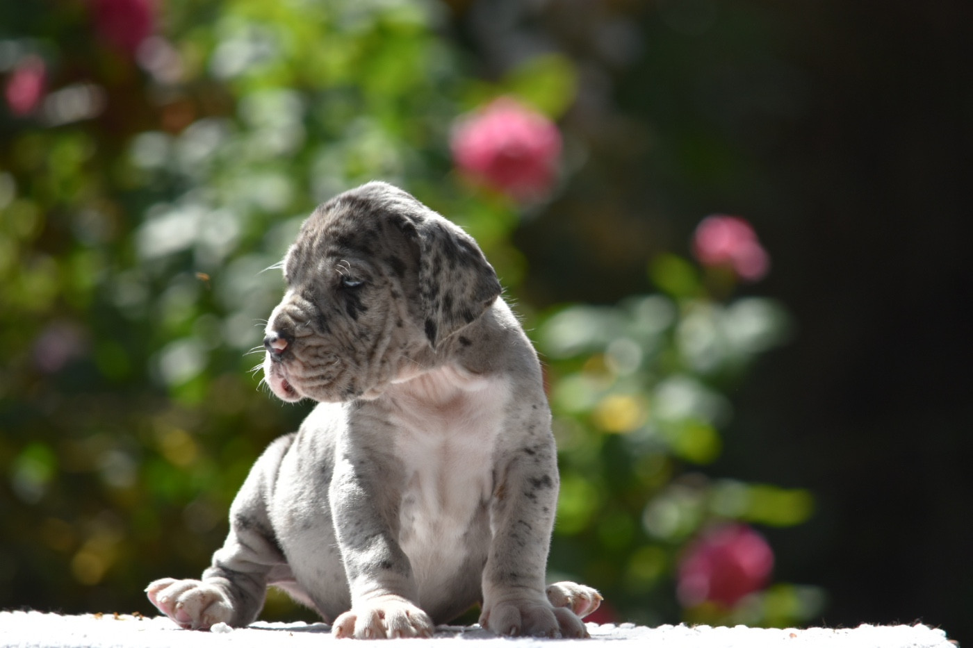 des Ombelles - Chiots disponibles - Dogue allemand