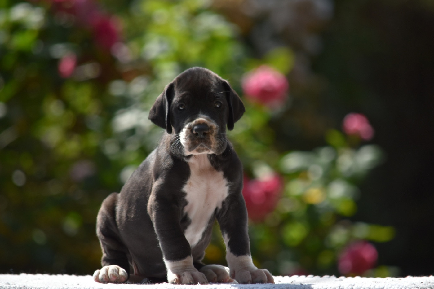 des Ombelles - Chiots disponibles - Dogue allemand