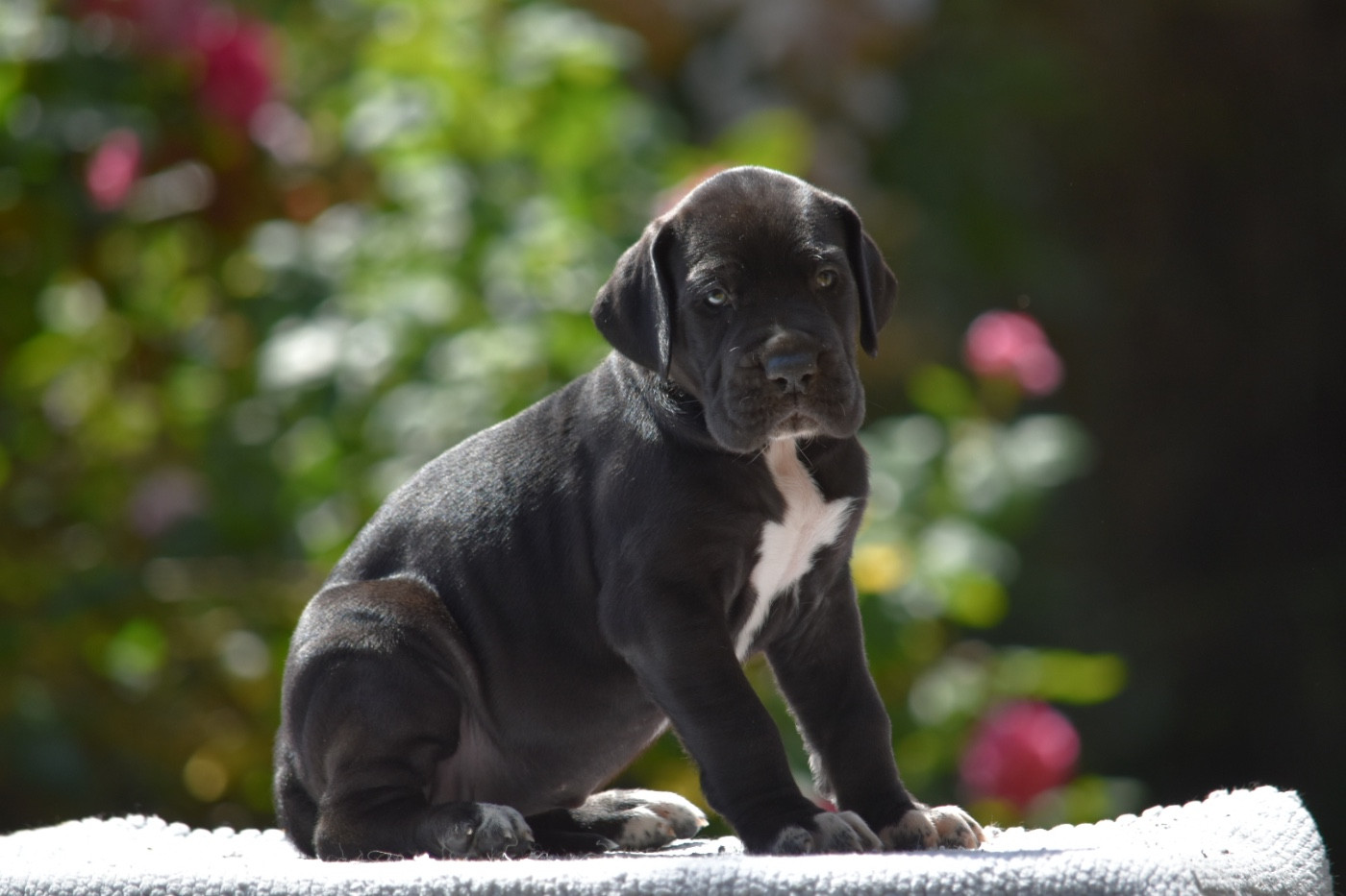 des Ombelles - Chiots disponibles - Dogue allemand