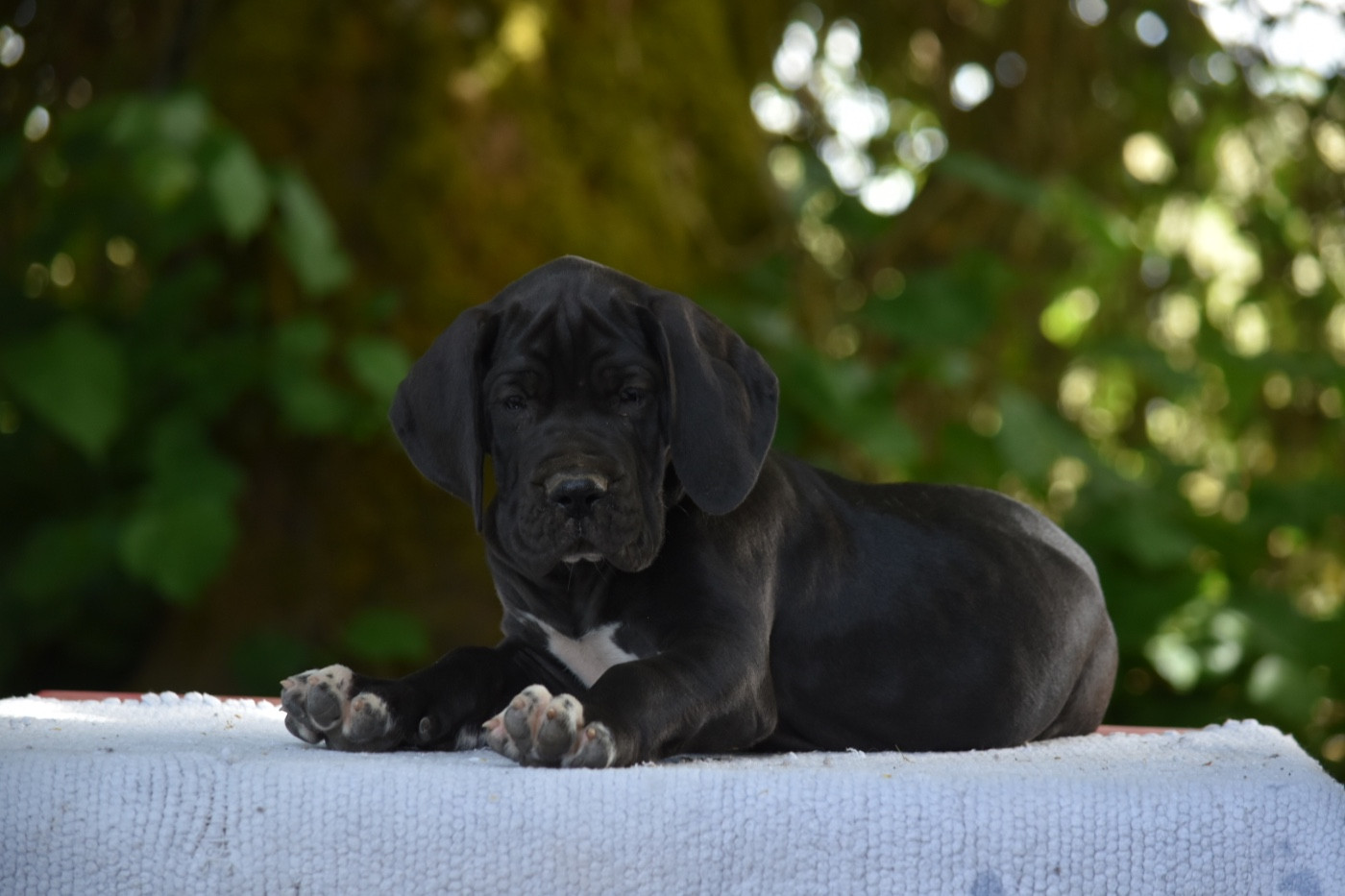 des Ombelles - Chiots disponibles - Dogue allemand