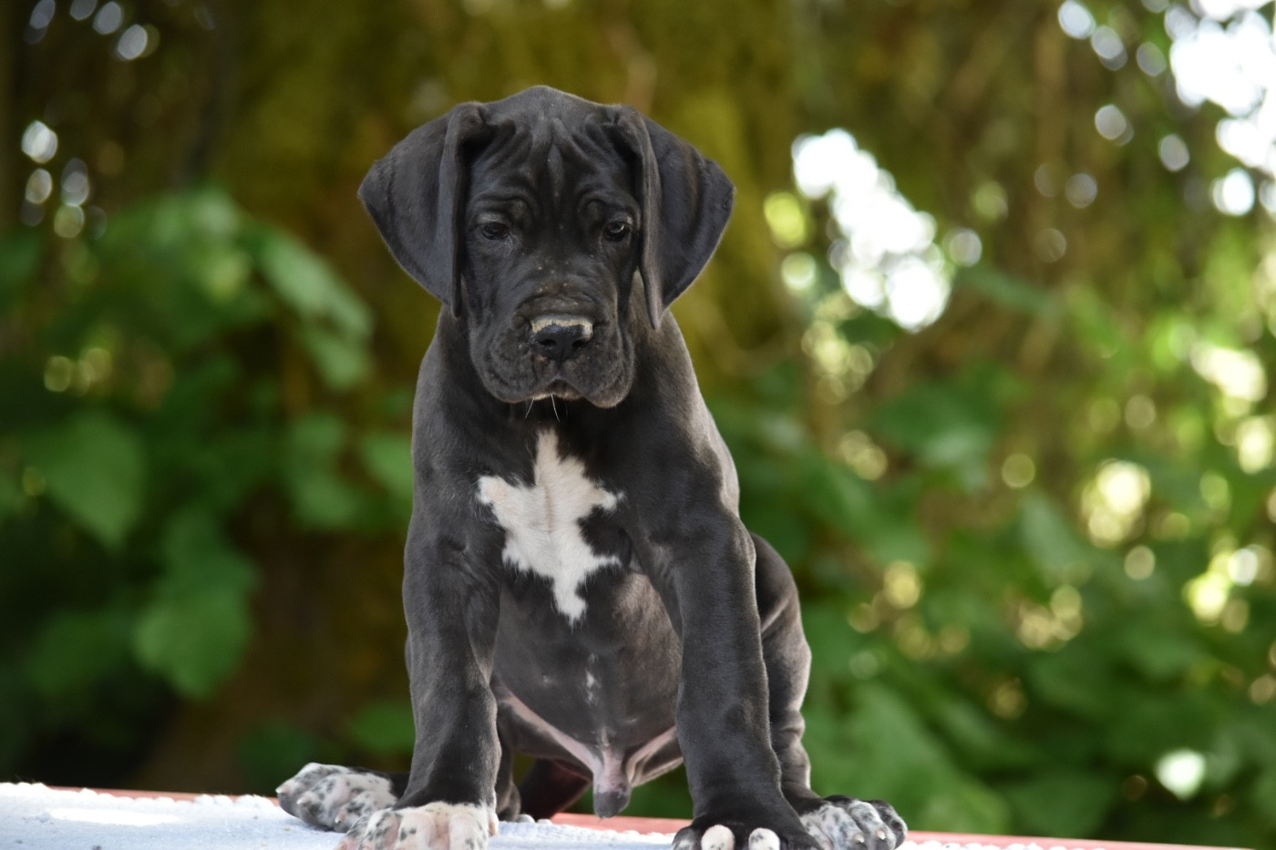 des Ombelles - Chiots disponibles - Dogue allemand