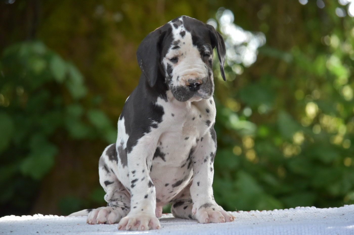 des Ombelles - Chiots disponibles - Dogue allemand