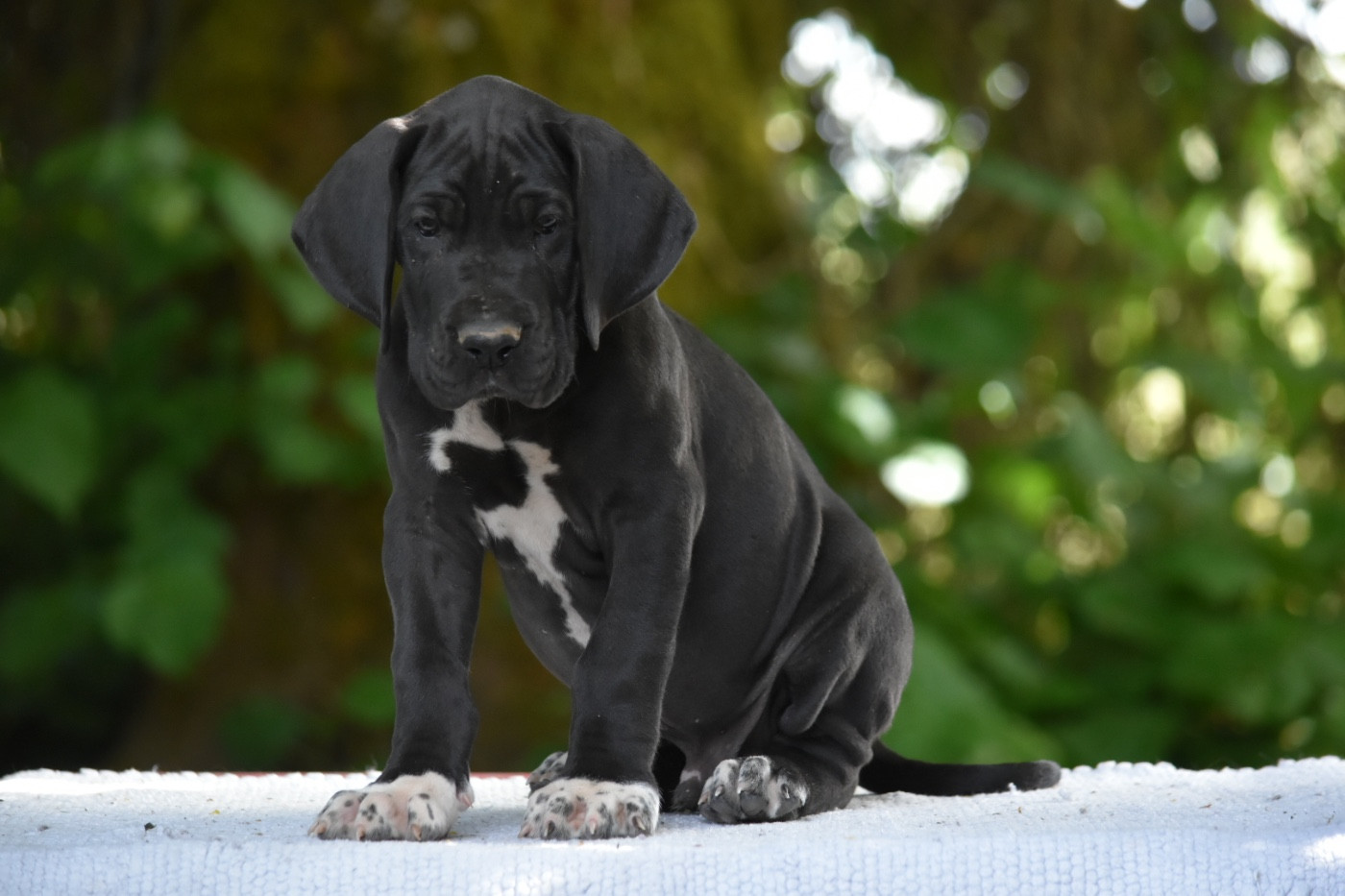 des Ombelles - Chiots disponibles - Dogue allemand