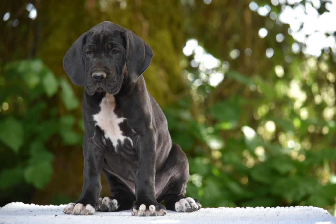 des Ombelles - Chiots disponibles - Dogue allemand
