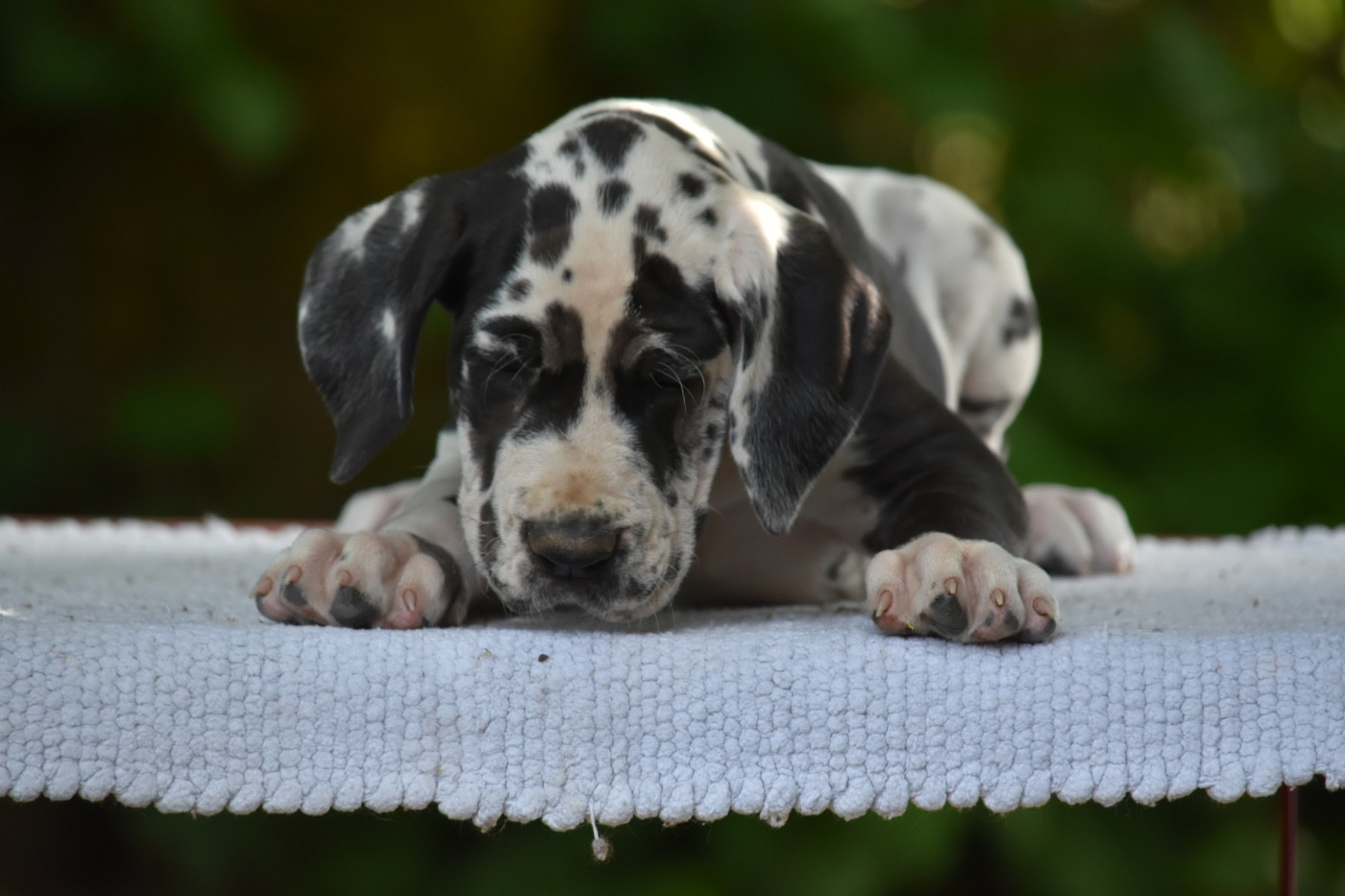 des Ombelles - Chiots disponibles - Dogue allemand