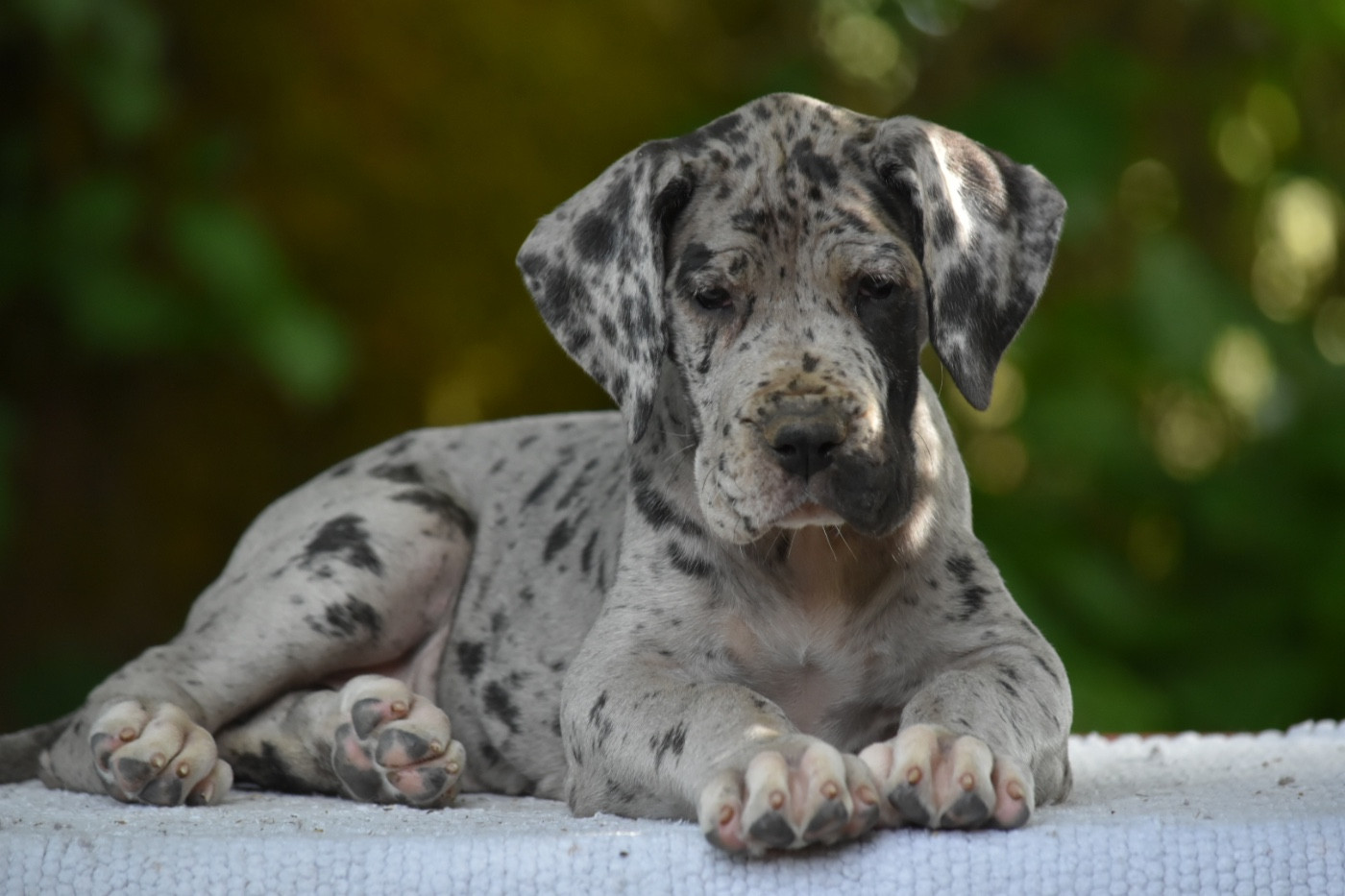 des Ombelles - Chiots disponibles - Dogue allemand