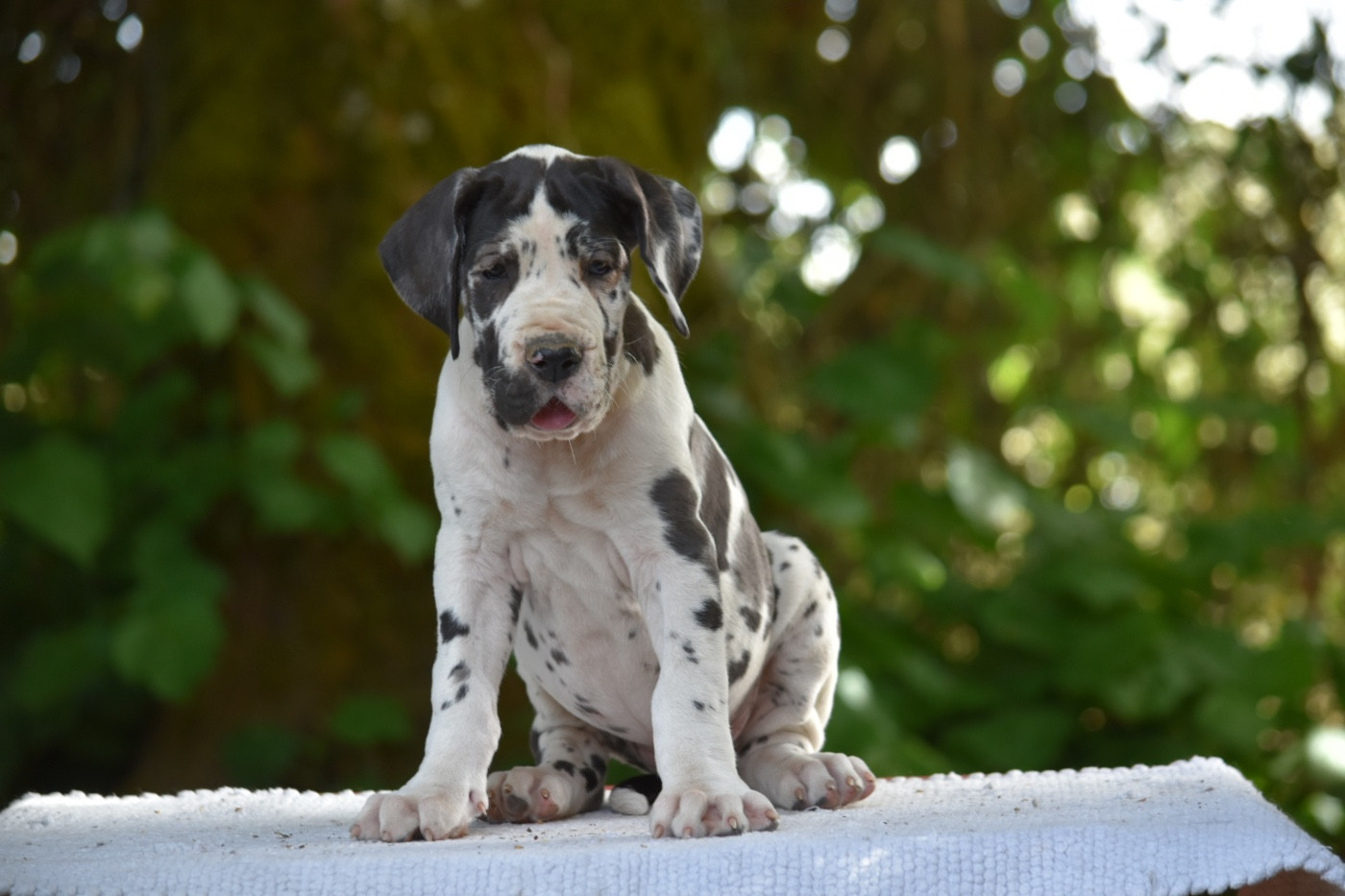 des Ombelles - Chiots disponibles - Dogue allemand