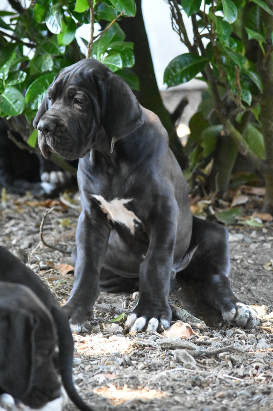 des Ombelles - Chiots disponibles - Dogue allemand