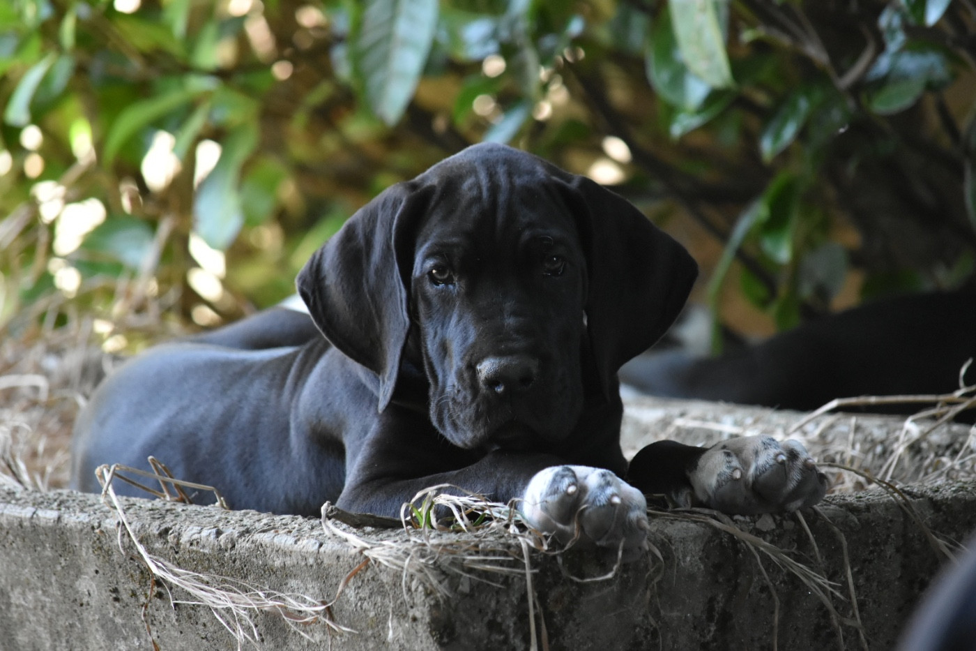 des Ombelles - Chiots disponibles - Dogue allemand