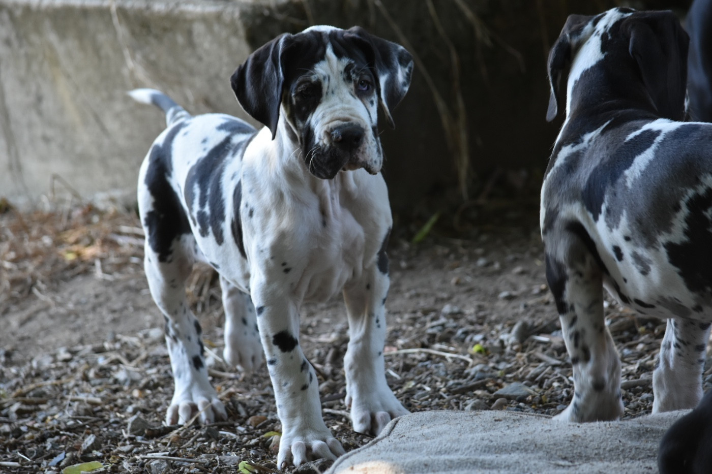 des Ombelles - Chiots disponibles - Dogue allemand