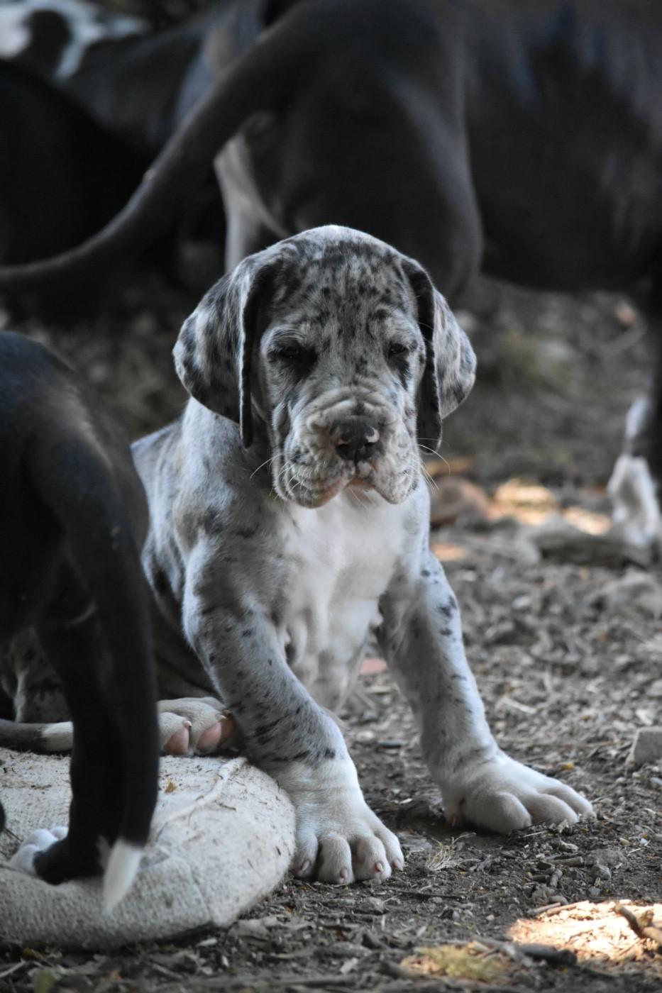 des Ombelles - Chiots disponibles - Dogue allemand