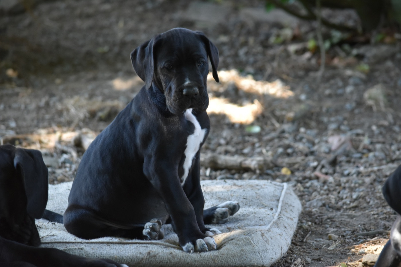 des Ombelles - Chiots disponibles - Dogue allemand