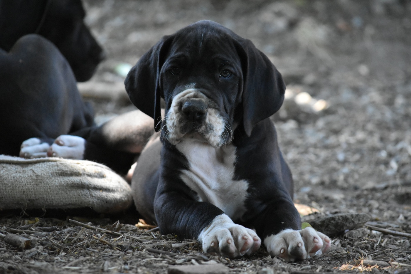 des Ombelles - Chiots disponibles - Dogue allemand