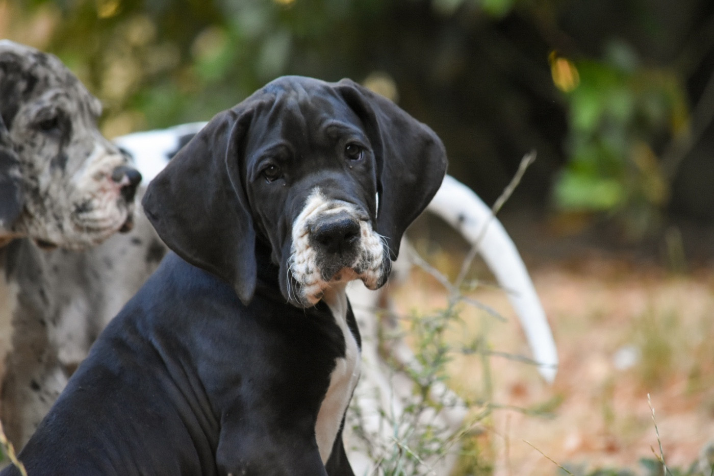 des Ombelles - Chiots disponibles - Dogue allemand