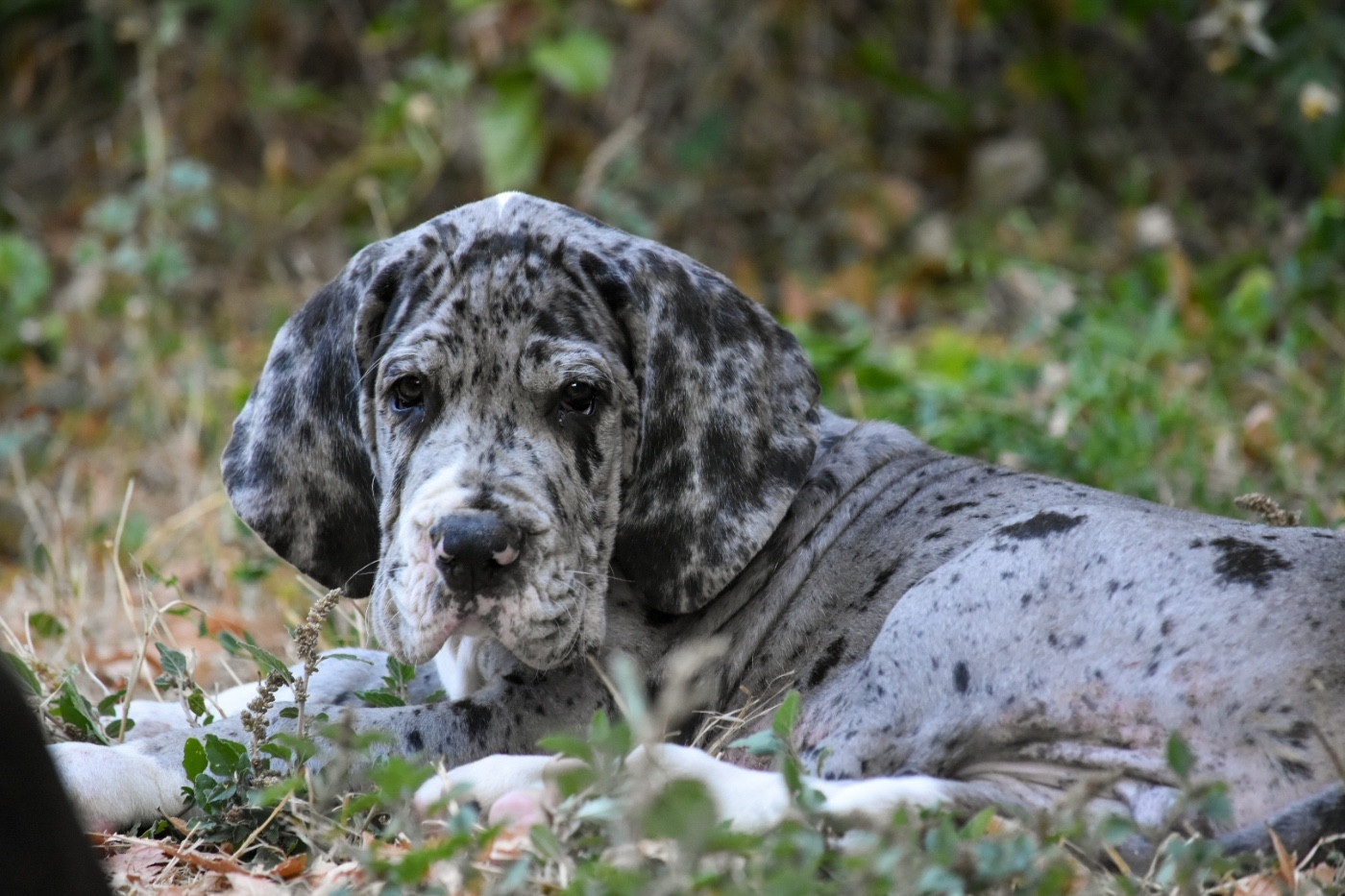 des Ombelles - Chiots disponibles - Dogue allemand