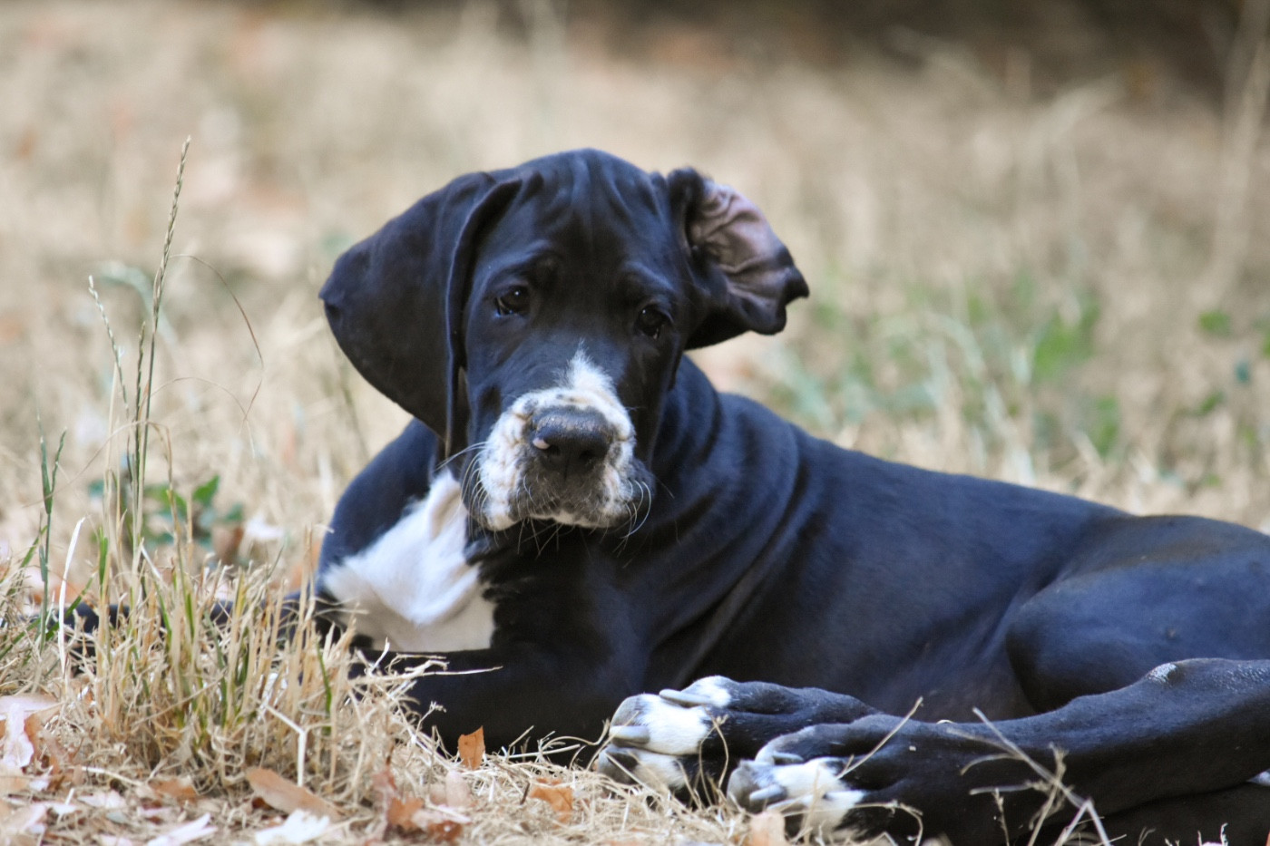 des Ombelles - Chiots disponibles - Dogue allemand