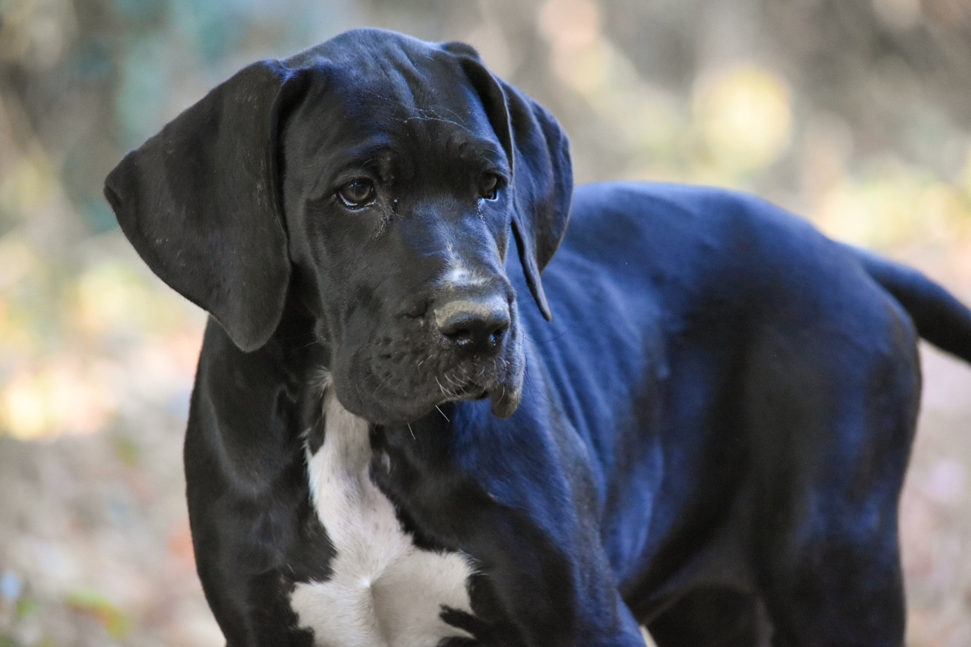 des Ombelles - Chiots disponibles - Dogue allemand
