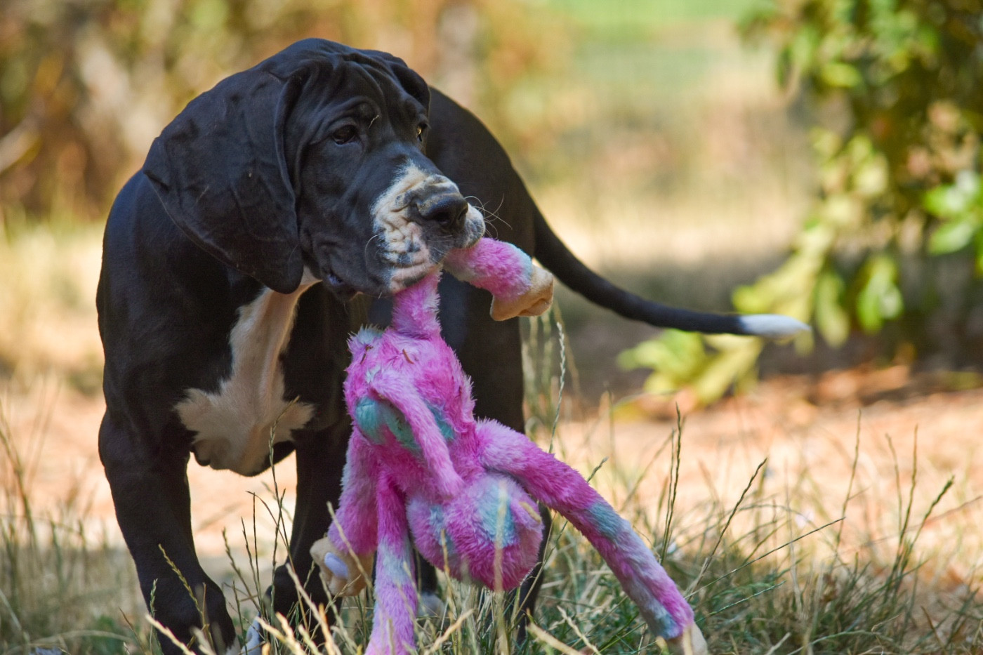 des Ombelles - Chiots disponibles - Dogue allemand