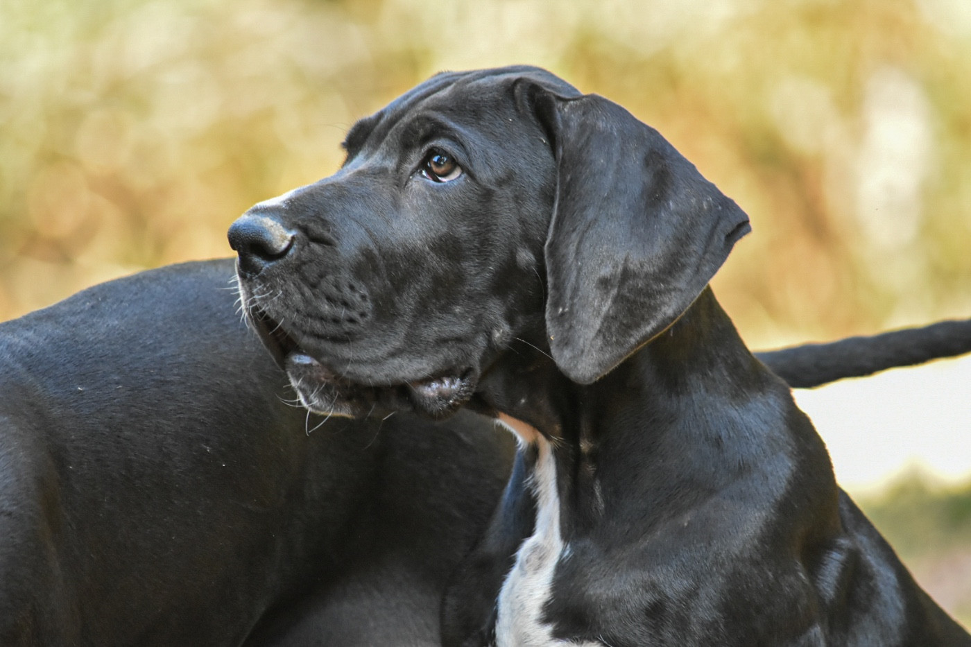 des Ombelles - Chiots disponibles - Dogue allemand