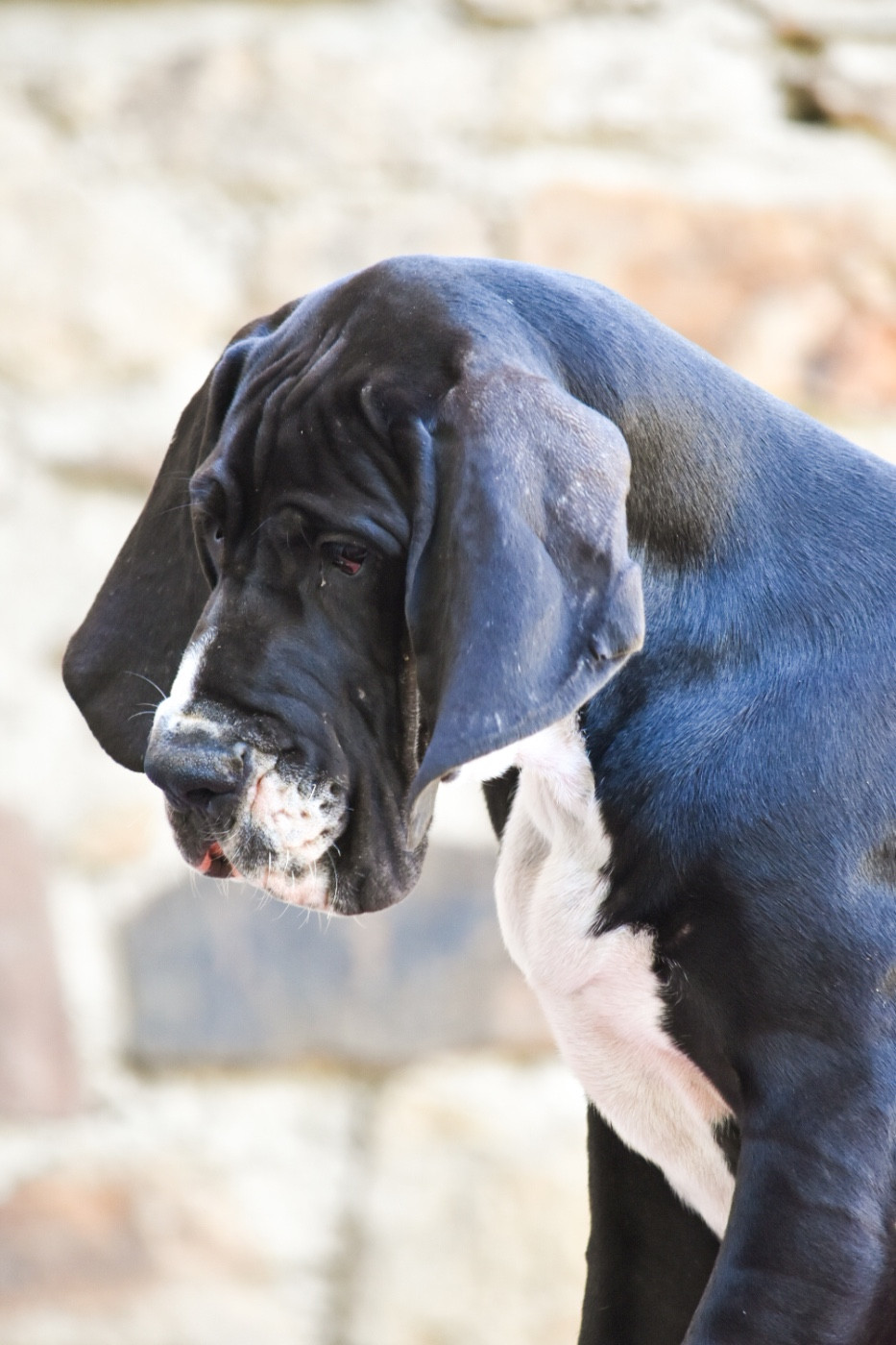 des Ombelles - Chiots disponibles - Dogue allemand