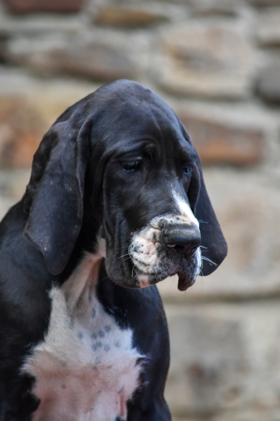 des Ombelles - Chiots disponibles - Dogue allemand