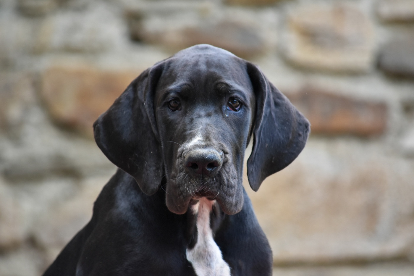 des Ombelles - Chiots disponibles - Dogue allemand