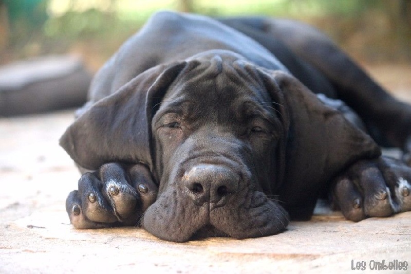 des Ombelles - Dogue allemand - Portée née le 16/05/2016